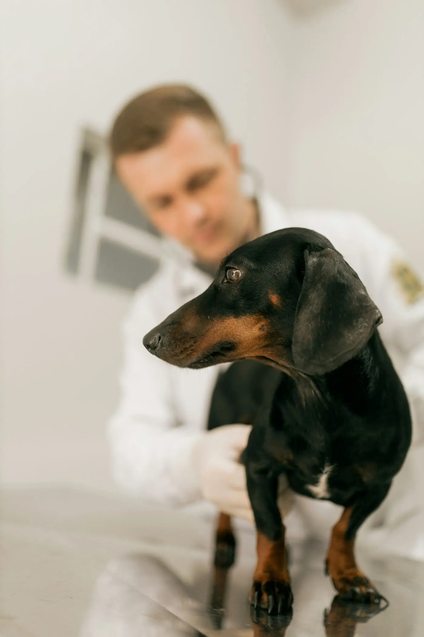 Veterinar pregleda jazavičara u ordinaciji